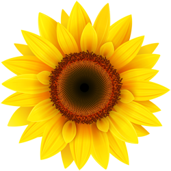 Sunflower_k